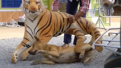 Troll Prank Dog Funny & fake Lion and Fake Tiger Prank To dog & Huge Box Prank to dog