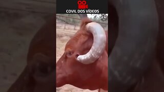 o chifre estava machucando