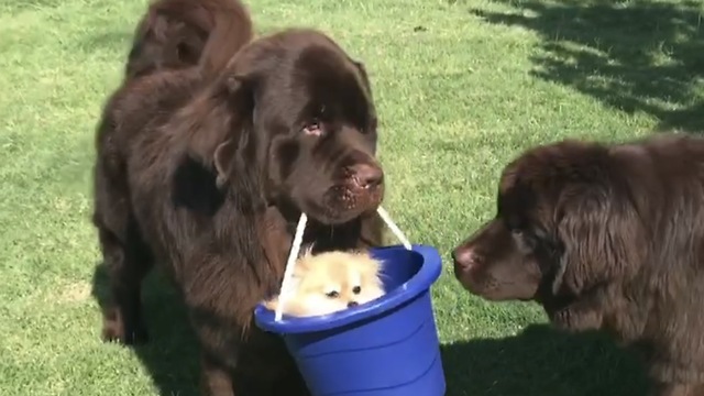 Pomeranian hitches ride in bucket from Newfoundland