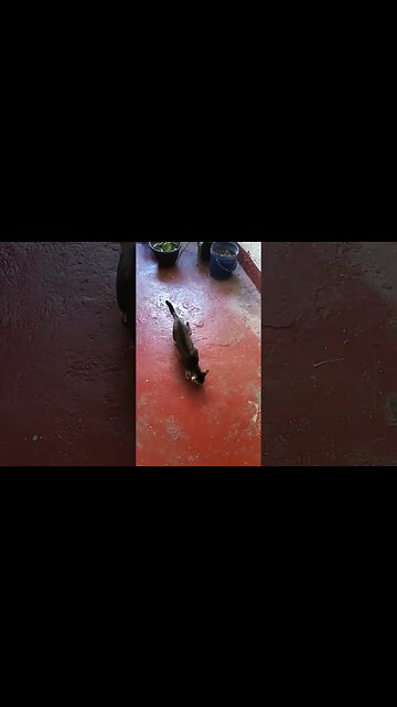 Sherlock homes the cat. #catvideos