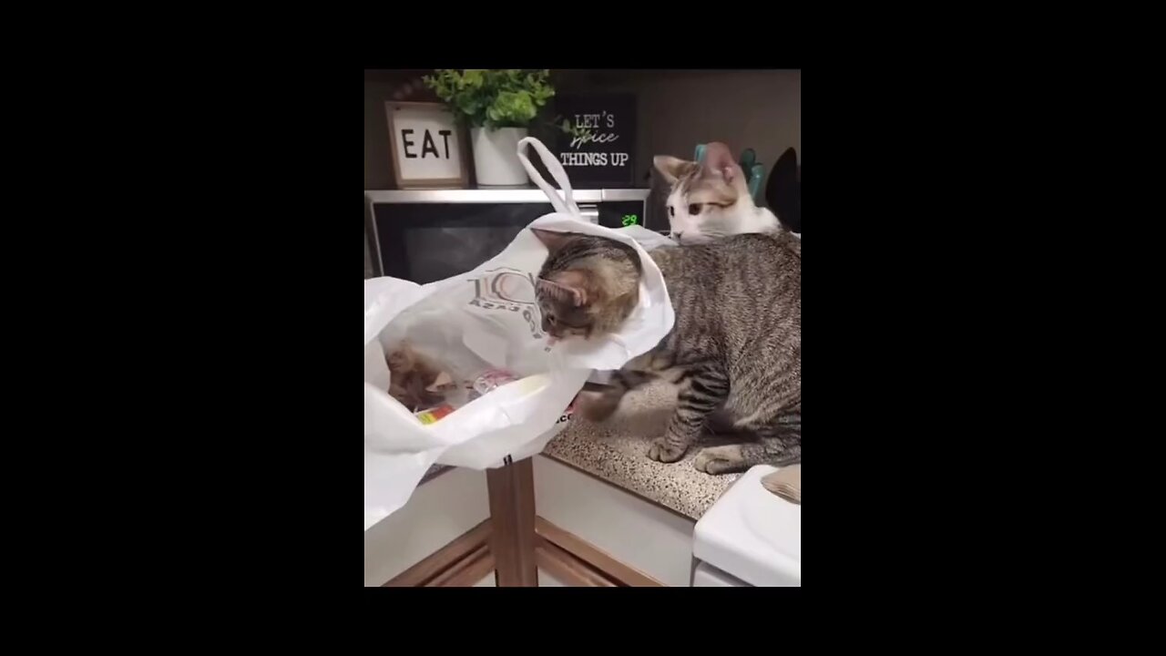 again these cute and funny cats😆😆😆😆