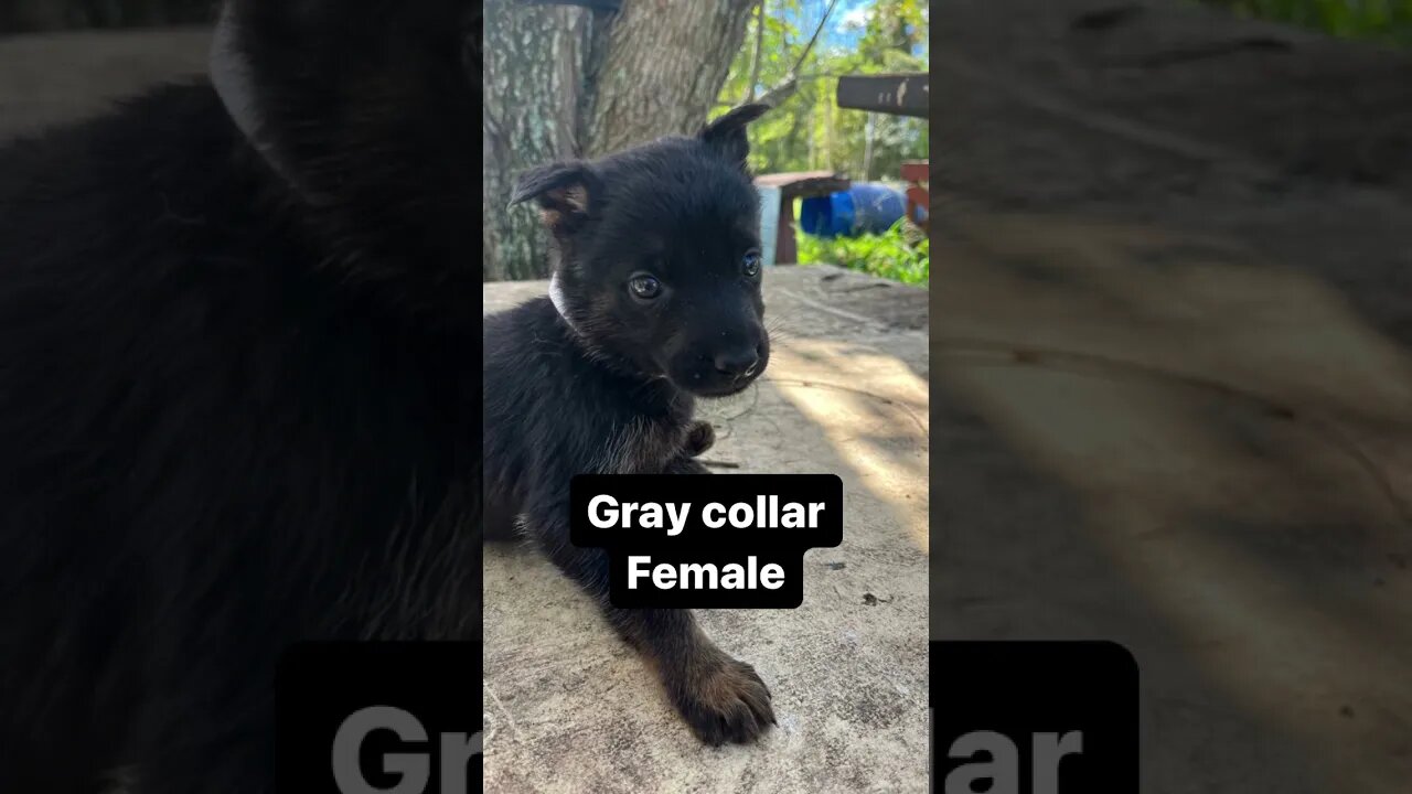 German Shepherd puppy