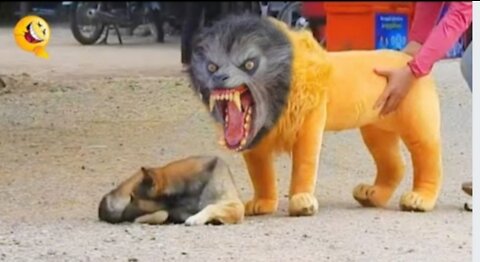 Prank Dog Funny & fake Lion and Fake Tiger Prank To dog & Huge Box Prank to dog