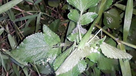 Camouflage coneheaded katydid a green grasshopper like insect...night crawlers!!!