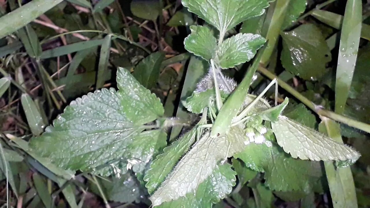 Camouflage coneheaded katydid a green grasshopper like insect...night crawlers!!!