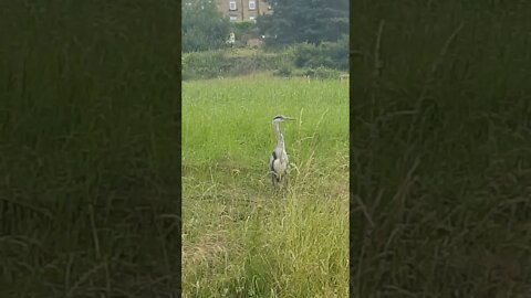 heron and train