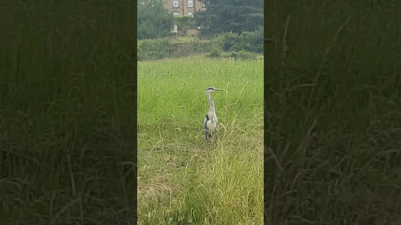 heron and train