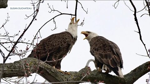 Bay View bald eagle presumably had Avian flu, test results show