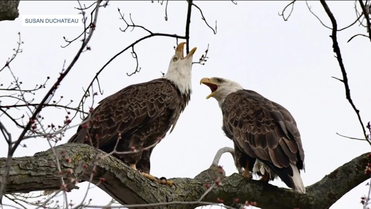 Bay View bald eagle presumably had Avian flu, test results show