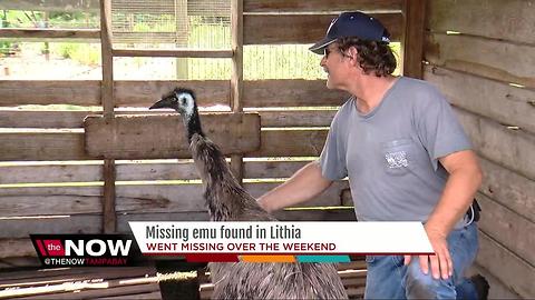 Emu went missing from Lithia property, found days later