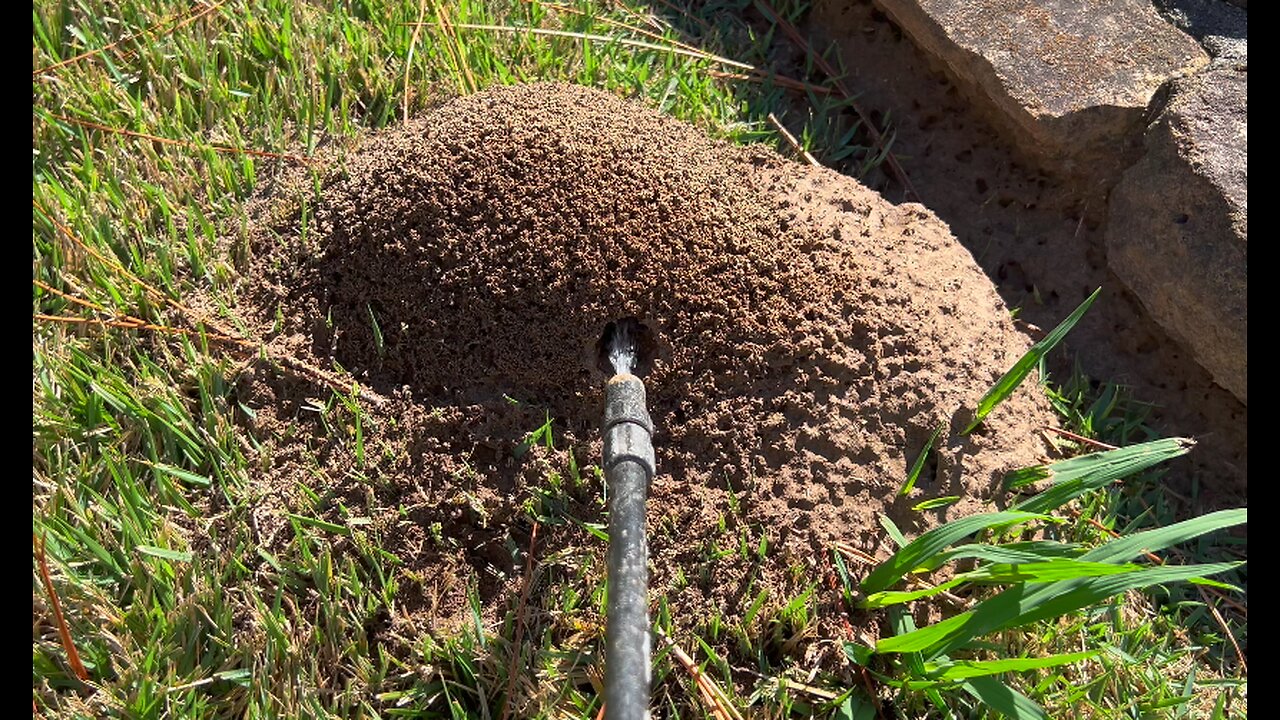 Killing Fire Ants With Cypermethrin