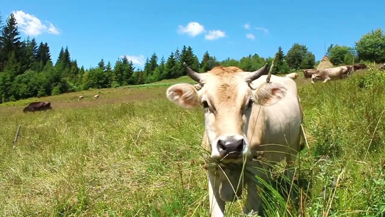 Curious calf and beautiful nature