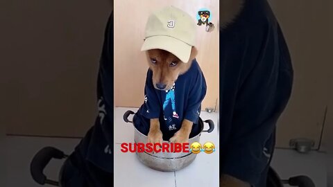 BEST 😍FUNNY😍 PET VIDEOS #32 - Try Not To Laugh #shorts