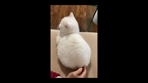 Cute kitten collecting a back massage