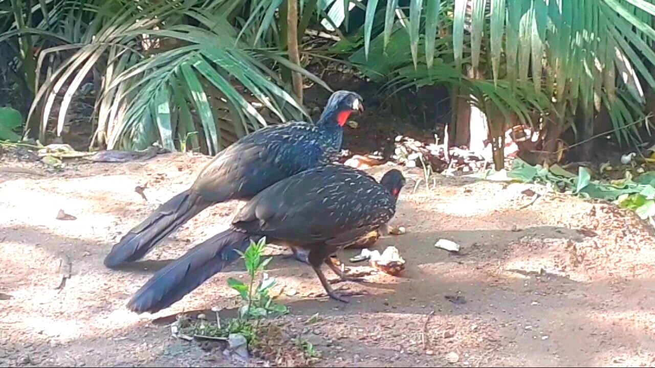 Vídeo Engraçado: Jacu se Deliciando com Bananas na Terra! Jacuaçu, jacuguaçu, guans