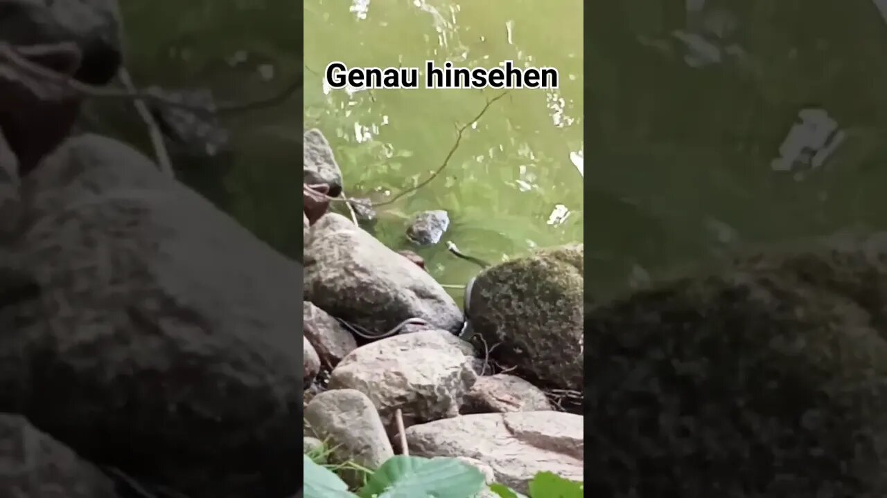 eine Natter auf dem Weg in den Teich #shortvideo #litauen #natur #shorts