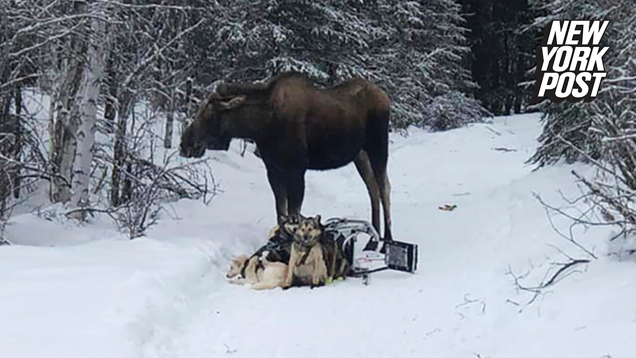 Moose attacks Iditarod sled team, injures 4 dogs