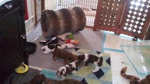 Puppies 8/16/19(3)