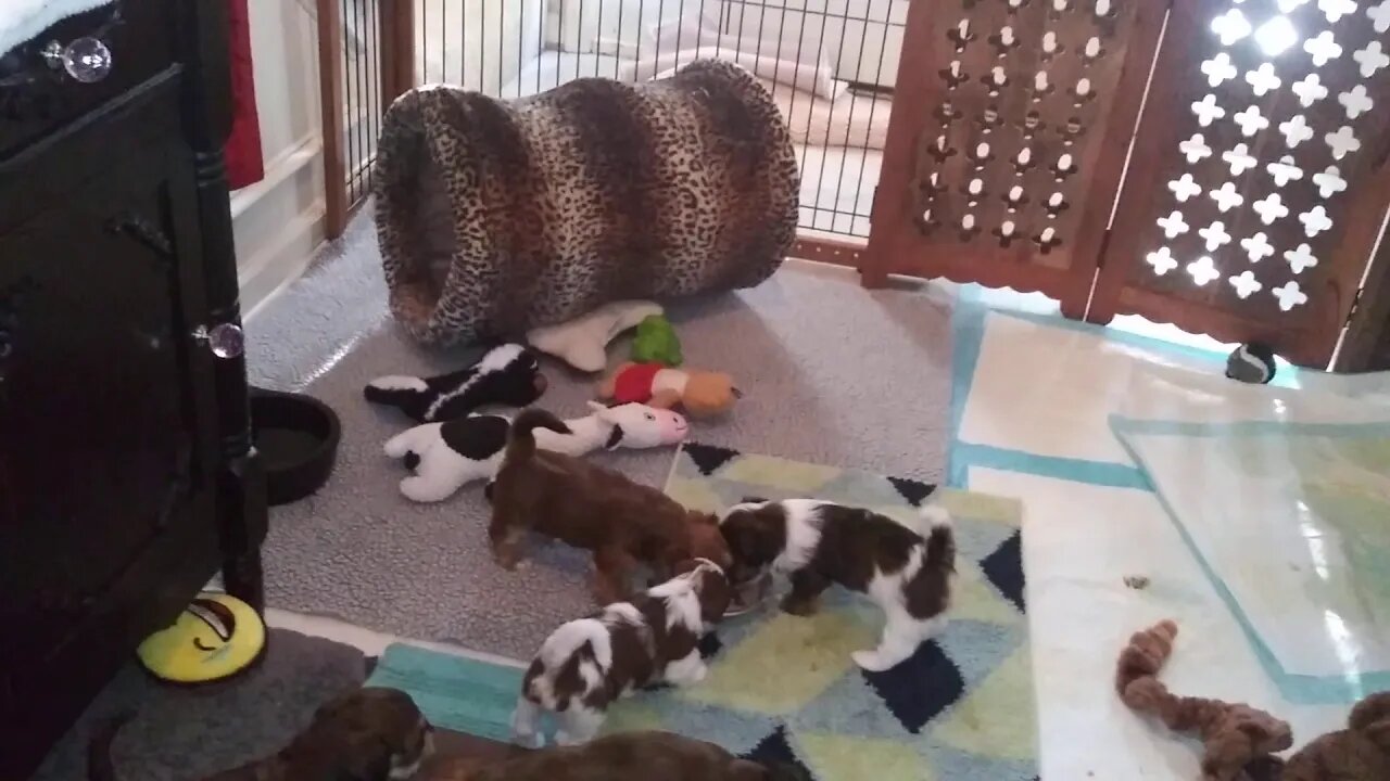 Puppies 8/16/19(3)