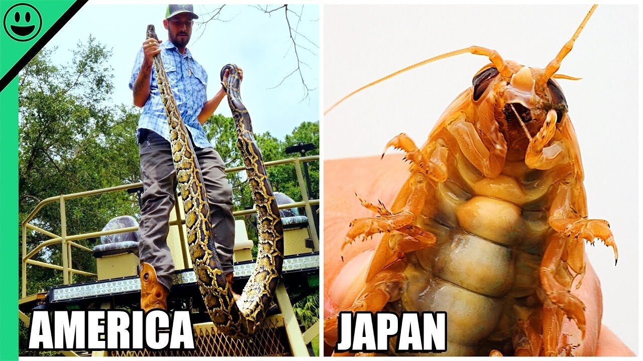 EXOTIC Catch and Cook Around the World!! Top 8 Terrifying HUNTS Caught On Camera!!!