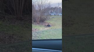 Crows fighting until I step in