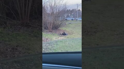 Crows fighting until I step in