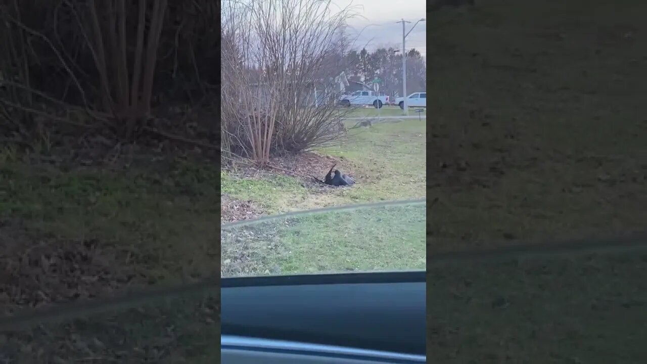 Crows fighting until I step in