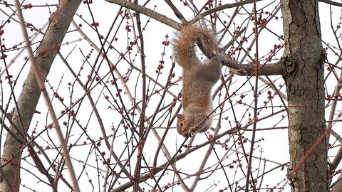 Squirrel Hangs Precariously to Snack on Maple Buds