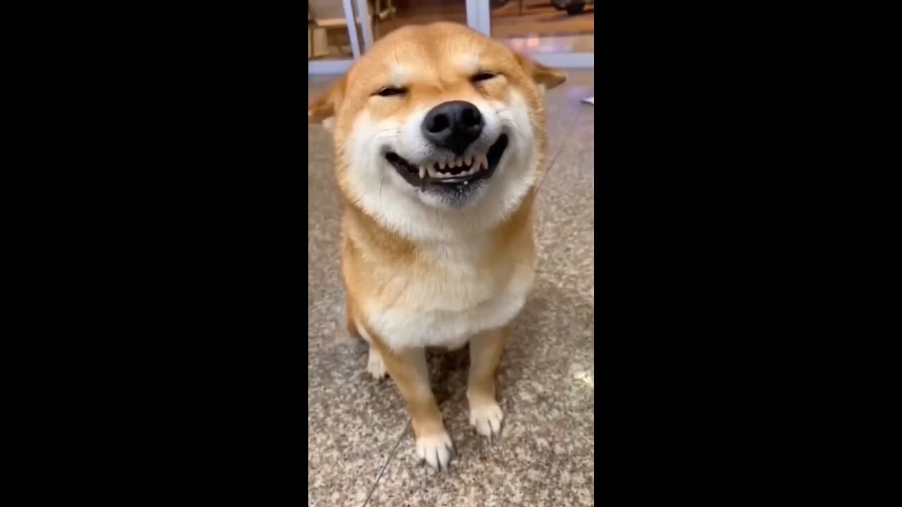 dummy of the dog - FUNNIEST VIDEO OF 2023 🤣😠#funny #comedy #dog #cat