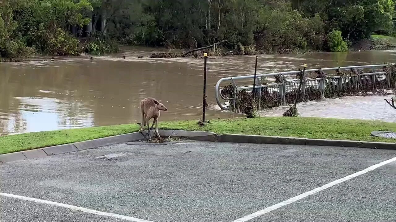 Kangaroo Survives Queensland Flash Flood | Queensland Flood 🇭🇲