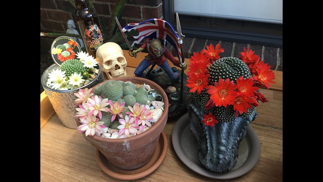 Cactus Aylostera In Bloom.