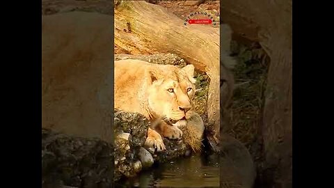 Lion drinking water🔥🔥🔥🔥