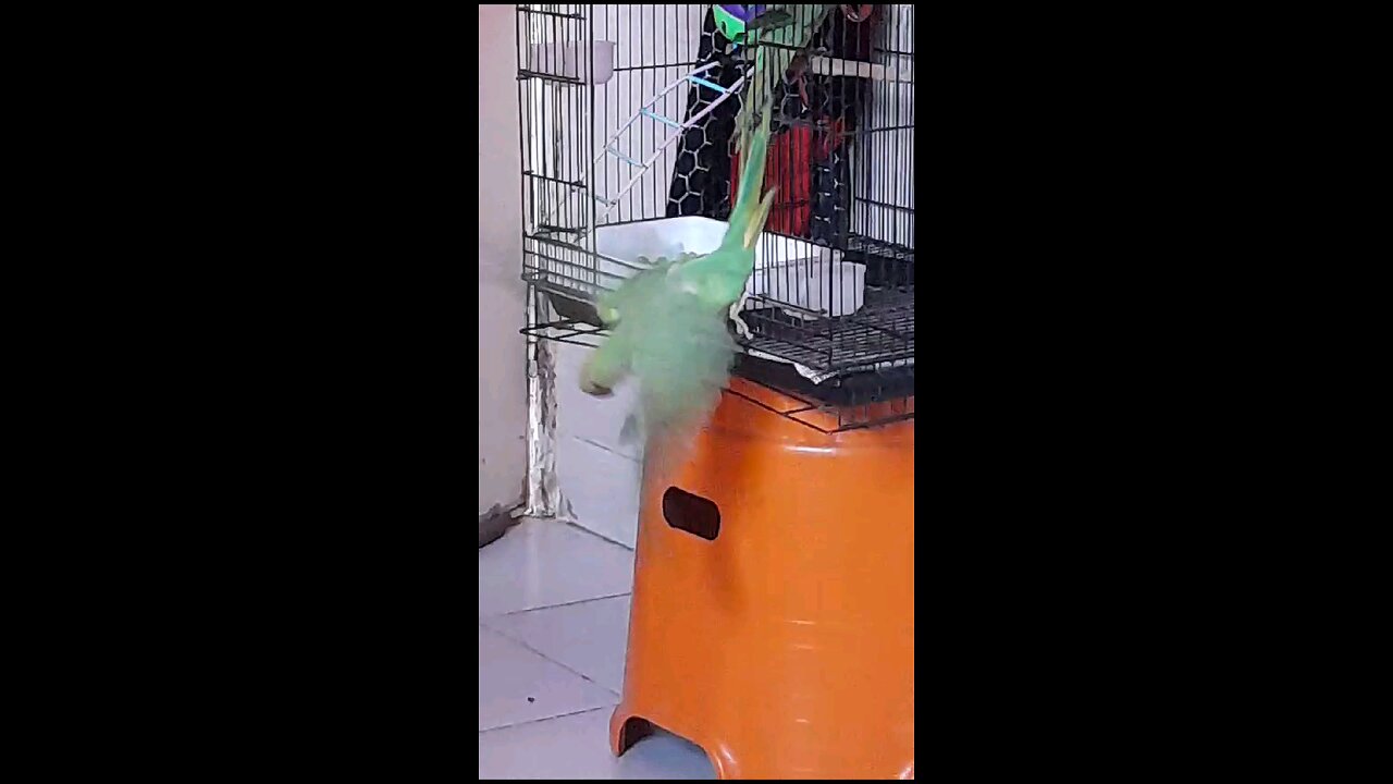 #short #parrot