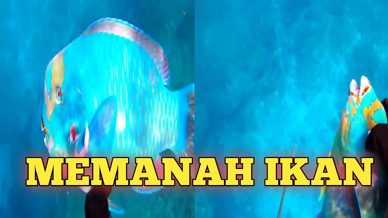 Memanah Ikan Dilaut Yang Dalam