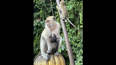 Monkey with his little son