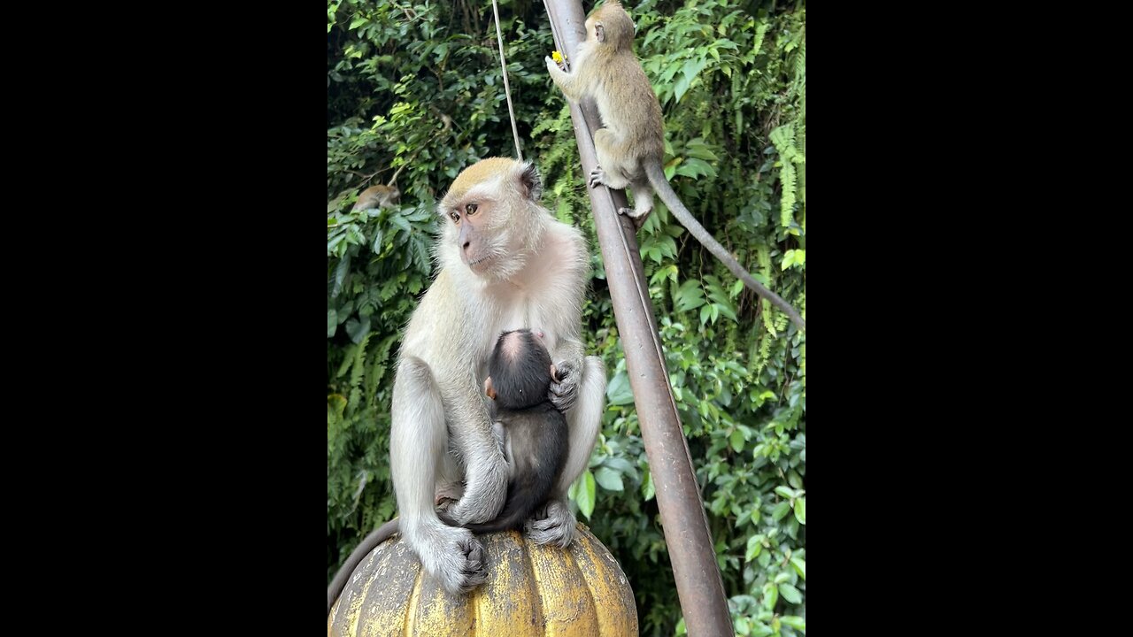 Monkey with his little son