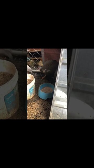 Big keets picking on baby keets