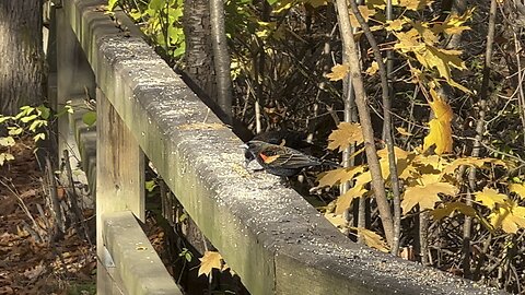 Red-tipped wing black bird