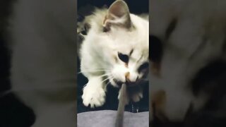 Gatos malvadeza!