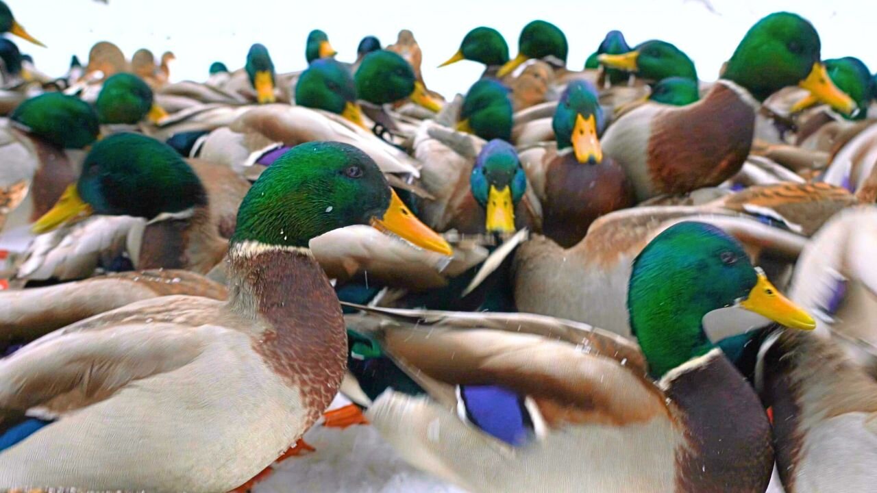 Arctic Mallard Ducks Milling Around