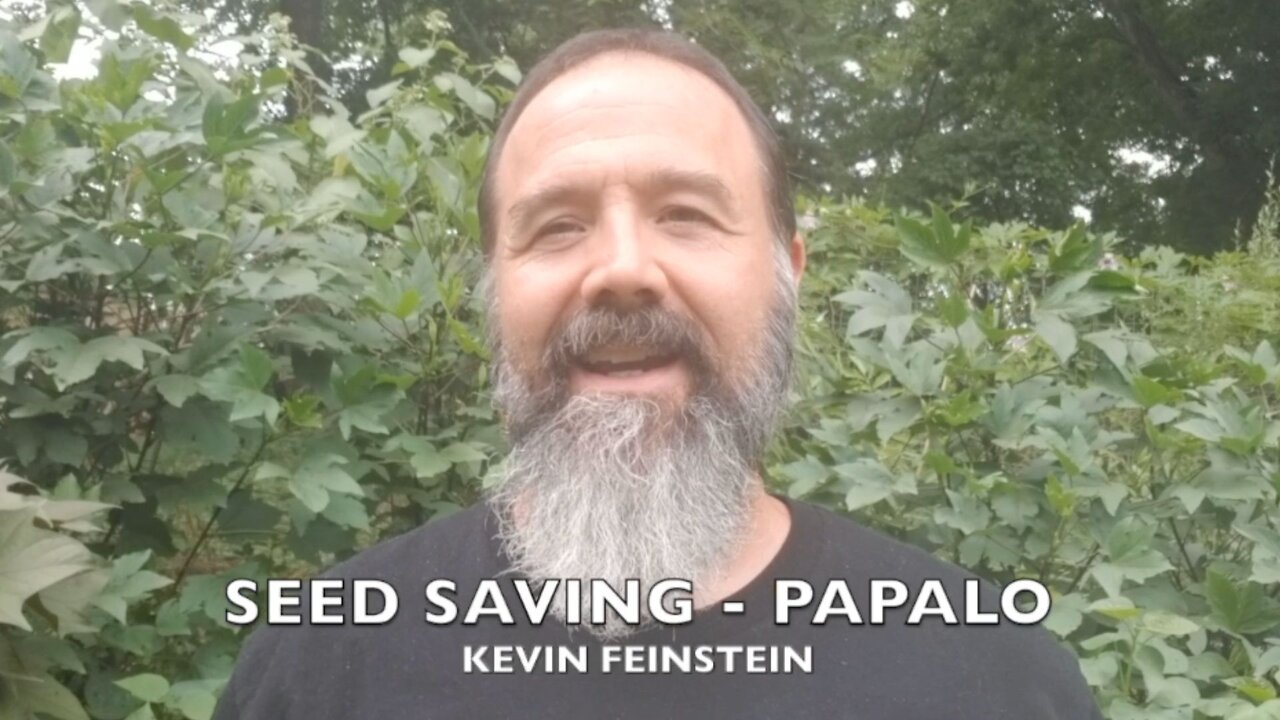 Seed Saving - Papalo