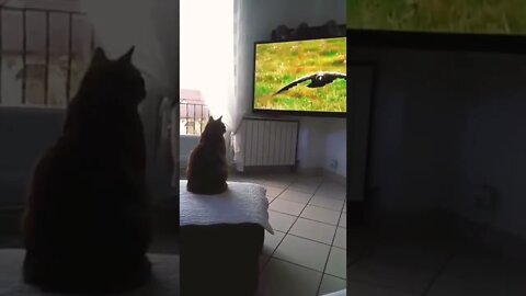 Cat Video Funny #cat #reels #shorts