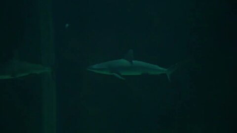 Slow Motion Of Scary Sharks Swimming In A Salt Water Aquarium