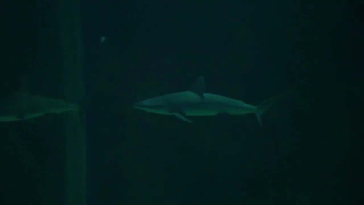 Slow Motion Of Scary Sharks Swimming In A Salt Water Aquarium