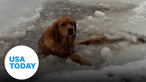 Brave family rushes to rescue a pup from a frozen lake ｜ USA TODAY