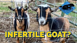 INFERTILE GOAT? Nigerian Dwarf doe Diagnosis & Treatment