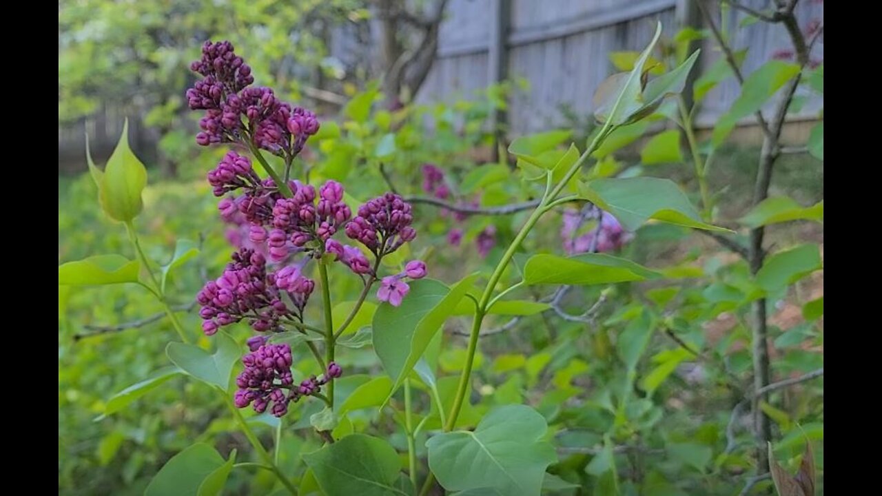 Pruning Maiden's Blush Lilac for Vigorous New Growth