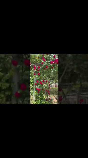 어린이대공원 장미넝쿨