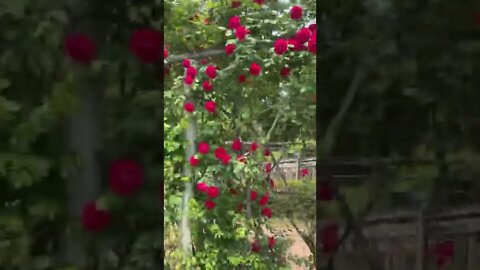 어린이대공원 장미넝쿨