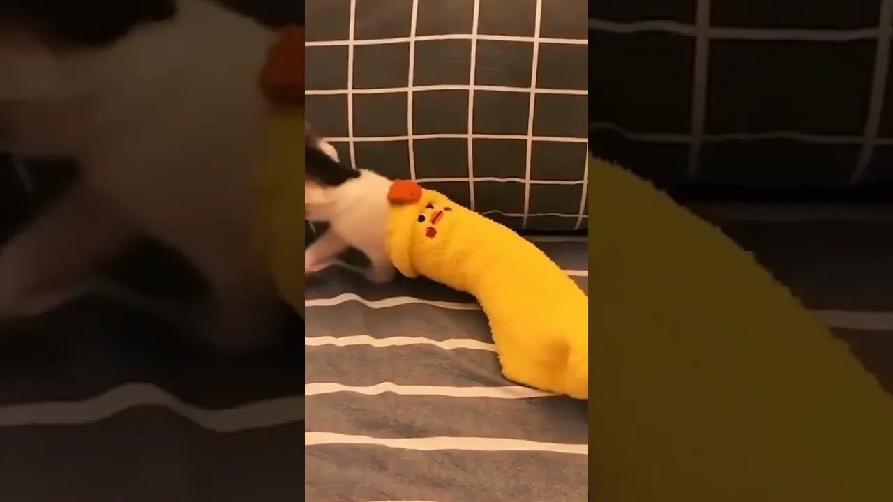 BEST 😍FUNNY😍 PET VIDEOS #79 - Try Not To Laugh #shorts